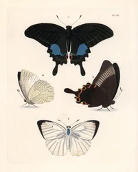 Paris peacock butterfly and mottled emigrant