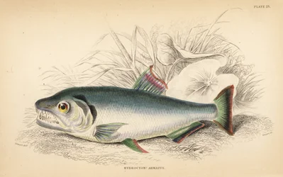 Payara, Hydrolycus Armatus. Handcoloured Steel Engraving by W.H. Lizars from Robert Schomburg