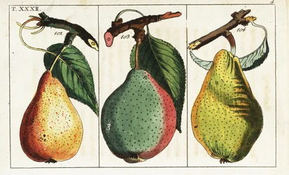 Pear Varieties, Pyrus communis