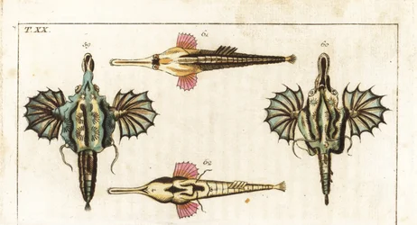 Pegase, long-tailed butterfly fish, Short dragonfish, and longtail seamouth