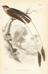 Pennant-winged Nightjar, Macrodipteryx vexillarius (Macrodipteryx africanus)