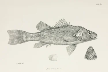 Perch, c 1832-1836
