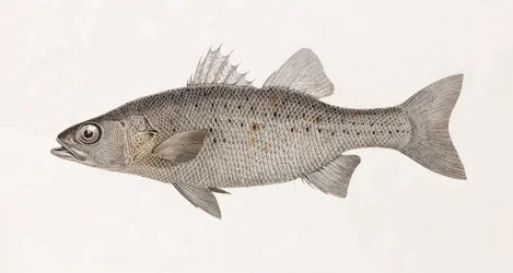 Perch Noct (detail)