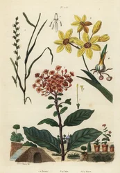 Perennial Rye Grass, Lolium Perenne 1,2, Spotted African Corn Lily, Ixia Maculata Var