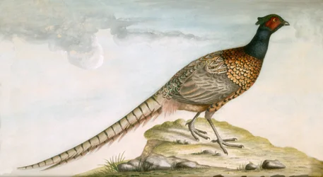 Pheasant