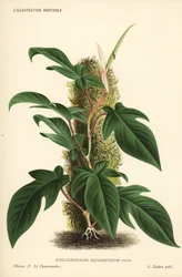 Philodendron squamiferum foliage plant