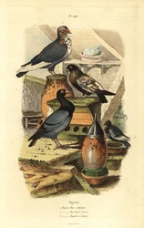 Pigeon Columba livia breeds: Pigeon turc ordinaire, bai dore suisse, bagadais batard