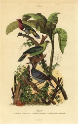 Pink-headed fruit-dove, Buru green pigeon, and Luzon bleeding-heart