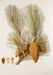Sea Pine
