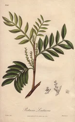 Pistacia lentiscus (Pistacia lentiscus) - Strong Water by William Clarke to illustrate Medical Botanical, Description of the Medicinal Plants of London, Edinburgh and Dublin by John Stephenson and James Morss Churchill