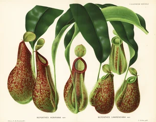 Pitcher Plant Varieties