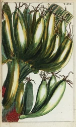 Plantains, Musa x paradisiaca.