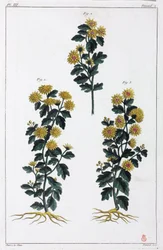 Medicinal Plants, China