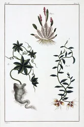 Medicinal plants, China