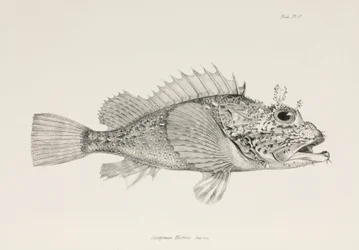 Player Scorpionfish, c. 1832-1836
