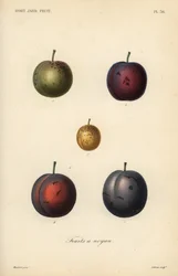 Plums and prunes