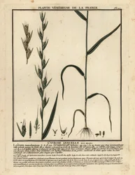 Poison darnel, Lolium temulentum