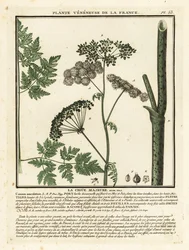 Poison Hemlock, Conium maculatum