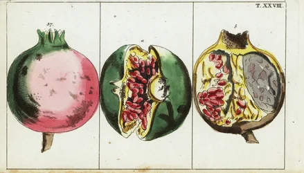 Pomegranate fruit, Punica granatum