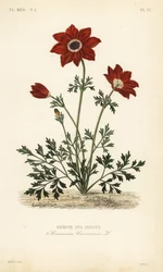 Poppy anemone, Anemone coronaria