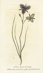 Purple shell flower of New South Wales, Australia