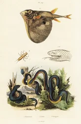 Red-bellied black snake and threetooth puffer