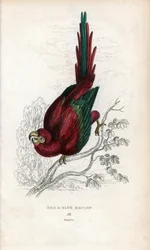 Red Ara or Macau Ara. Psittacus macao