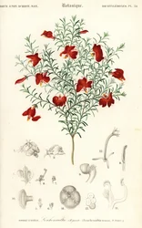 Red Leschenaultia, Leschenaultia formosa (engraving)