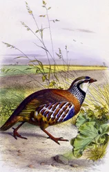 Red partridge