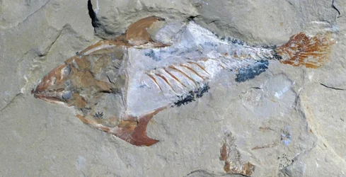 Remains of an Animal Preserved as a Fossil