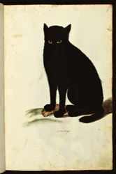 Representation of a black cat. Illustrated chart of a manuscript of Natural History on Animals, Fonds Ulisse Aldrovandi, University Library, edition 1603.