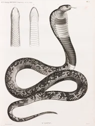 Reptiles: An Asp