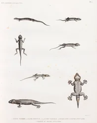 Reptiles: Lizards and Geckos