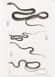 Reptiles: Series of Illustrations of Snakes