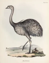 Rhea, South America, c. 1832-1836