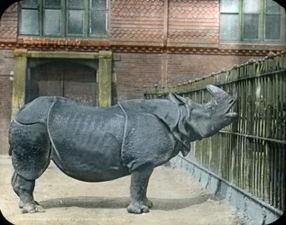 Rhinoceros