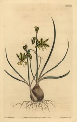 Riband albuca, Albuca vittata