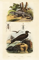 Rock agama and parasitic jaeger