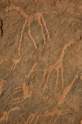 Rock art, Prehistory: Engraving of giraffes, ostriches, other animals and characters in the Uweinat massif, Sudan (Period from 8000 to 3000 years BC). Photography