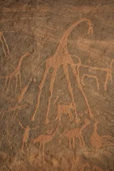 Rock art, Prehistory: Engraving of giraffes, ostriches, sheep and characters in the Uweinat massif, Sudan (Period from 8000 to 3000 years BC). Photography