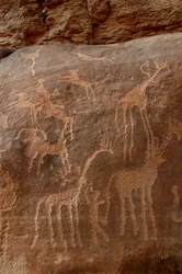 Engraving of Giraffes, Ostriches, Sheep, Dog and Character in the Uweinat Massif, Sudan