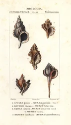 Rock Snails from Jussieu