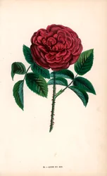 Rose du Roi, Hybrid Raised from the Portland Rose