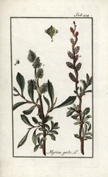 Royal Pepper or Marsh Myrtle (Myrica gale). Lithograph from 