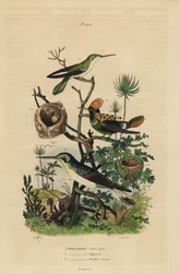 Rufous-tailed hummingbird, Amazilia tzacatl, tufted coquette, Lophornis ornatus, and black-eared fairy, Heliothryx auritus