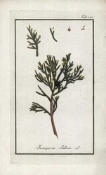 Sabine Juniper (Juniperus sabina). Lithograph from 
