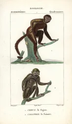 The Capuchin and the Squirrel Monkey