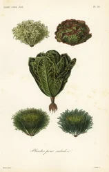 Salad vegetables