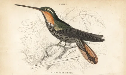 Saw-billed hermit, Ramphodon naevius (Spotted saw-billed hummingbird). Handcoloured steel engraving from Sir William Jardine