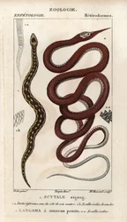 Saw-scaled viper, scytale zigzag, Echis carinatus, and Madagascar leafnose snake, langaha a pointu snout, Langaha madagascariensis